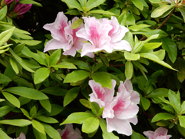 No 1087 つつじの花 保育のひきだし こどもの可能性を引き出すアイデア集