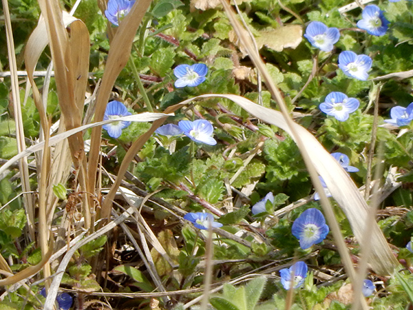 No 973 早春の花たち 保育のひきだし こどもの可能性を引き出すアイデア集