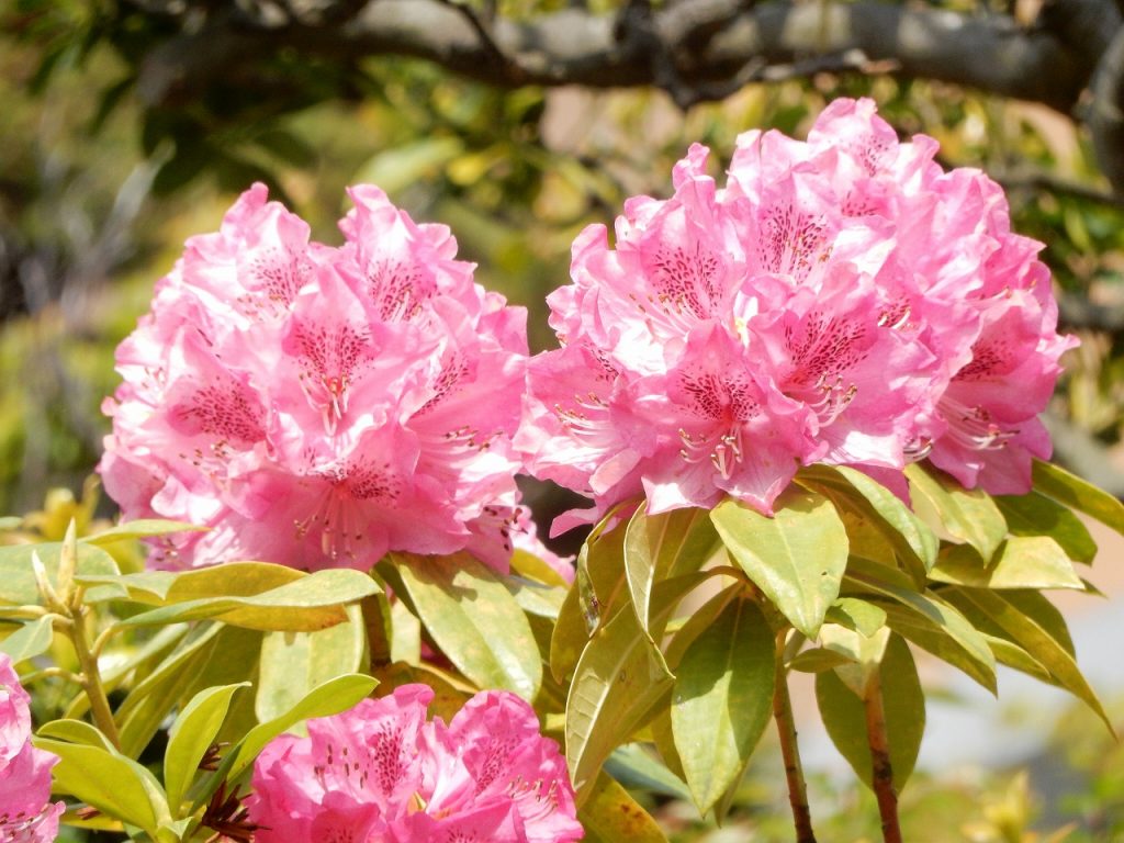 4月 花々に元気をもらう春 保育のひきだし こどもの可能性を引き出すアイデア集