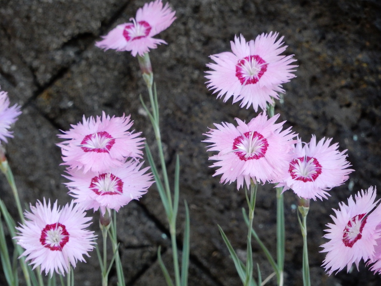 No 1432 いろいろな花 保育のひきだし こどもの可能性を引き出すアイデア集