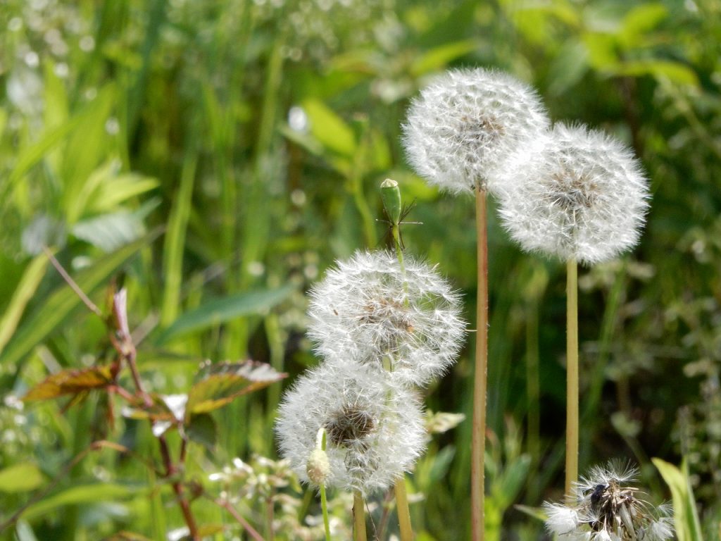 No 1434 5月の草花 保育のひきだし こどもの可能性を引き出すアイデア集