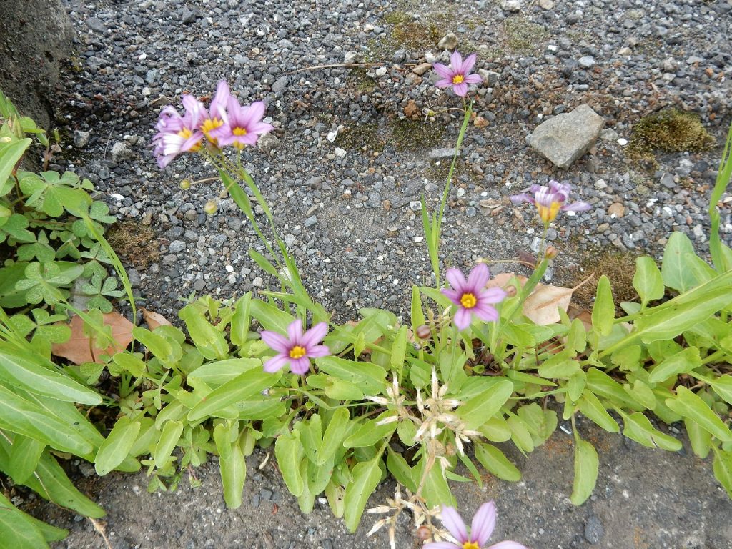 No 1434 5月の草花 保育のひきだし こどもの可能性を引き出すアイデア集