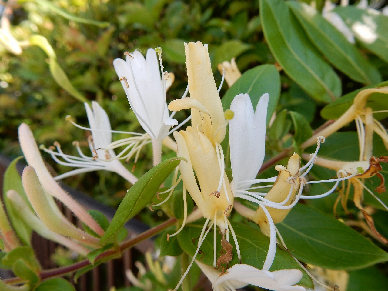 No 1434 5月の草花 保育のひきだし こどもの可能性を引き出すアイデア集